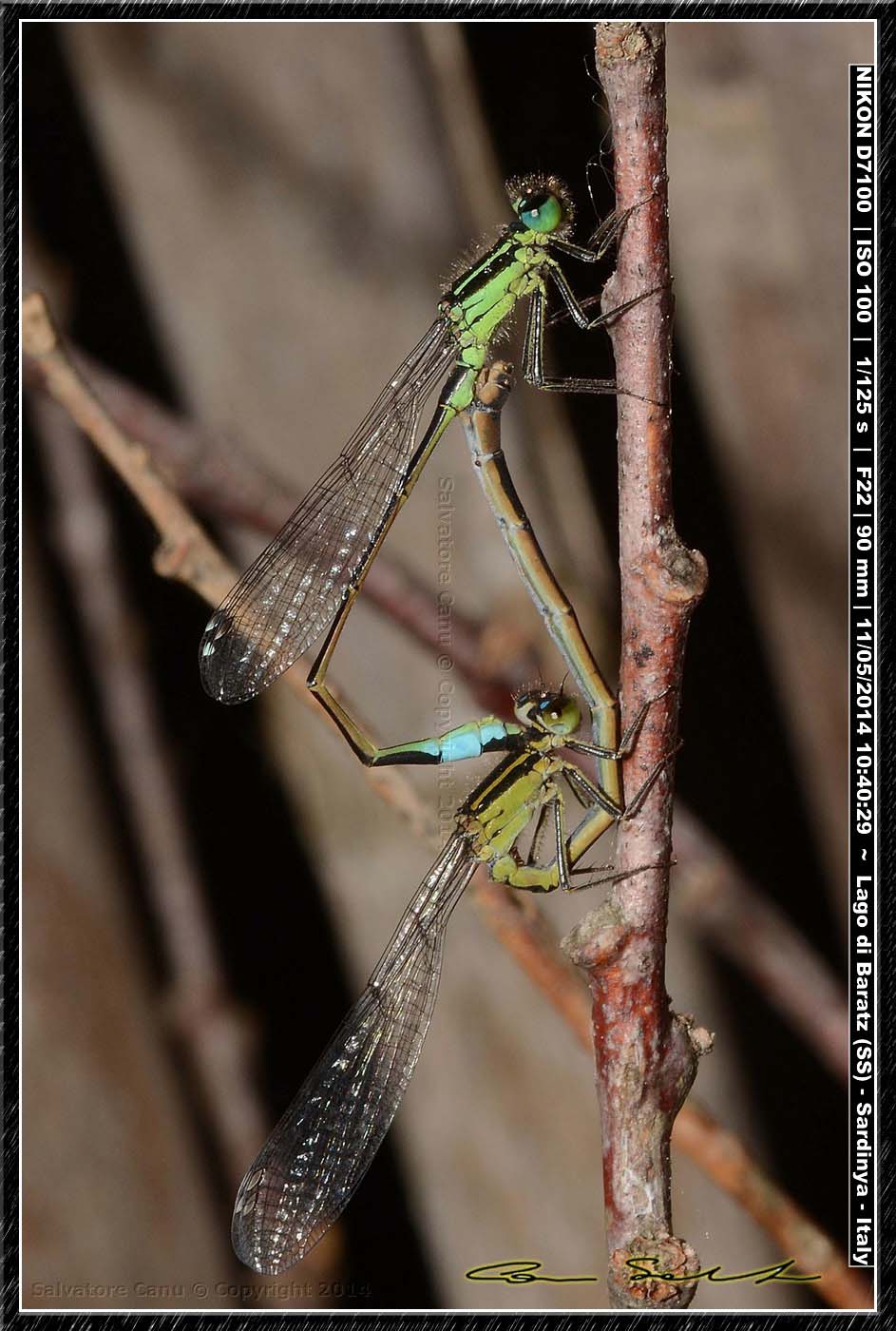 Ischnura genei, accoppiamento da Baratz (SS)